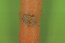 Symptôme de cavity spot (maladie de la tache) sur carotte, taches diffuses